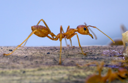 黄蚂蚁